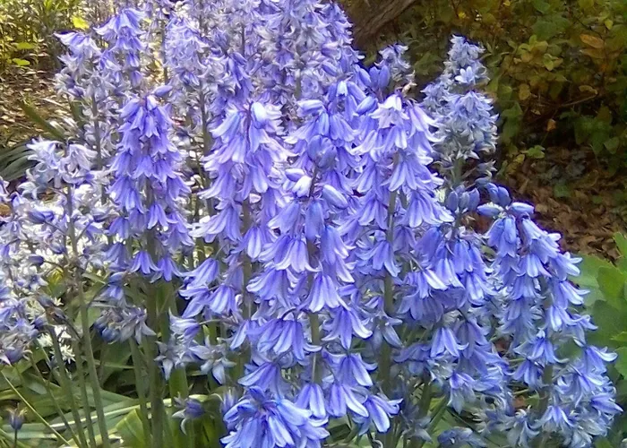 Newburgh House Coxwold